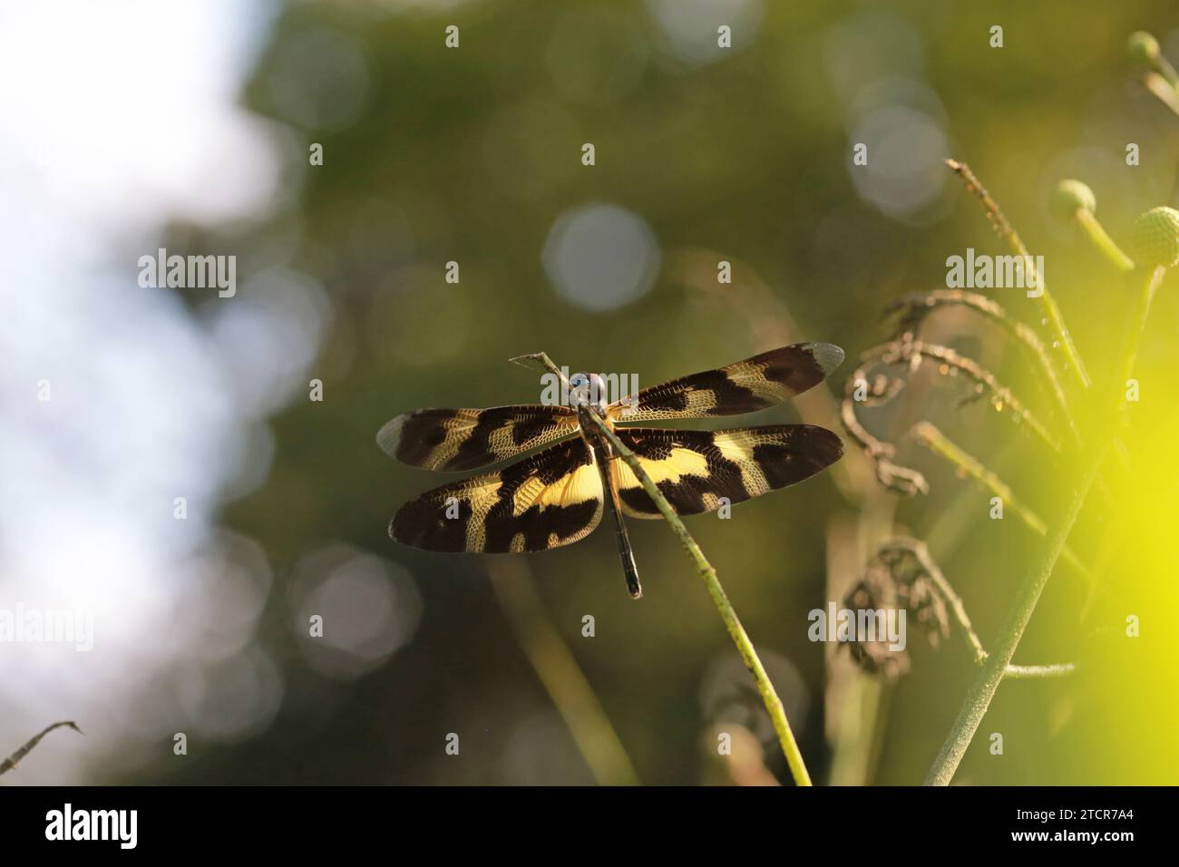 A vibrant black and yellow striped dragonfly perched on a grassy stem ...