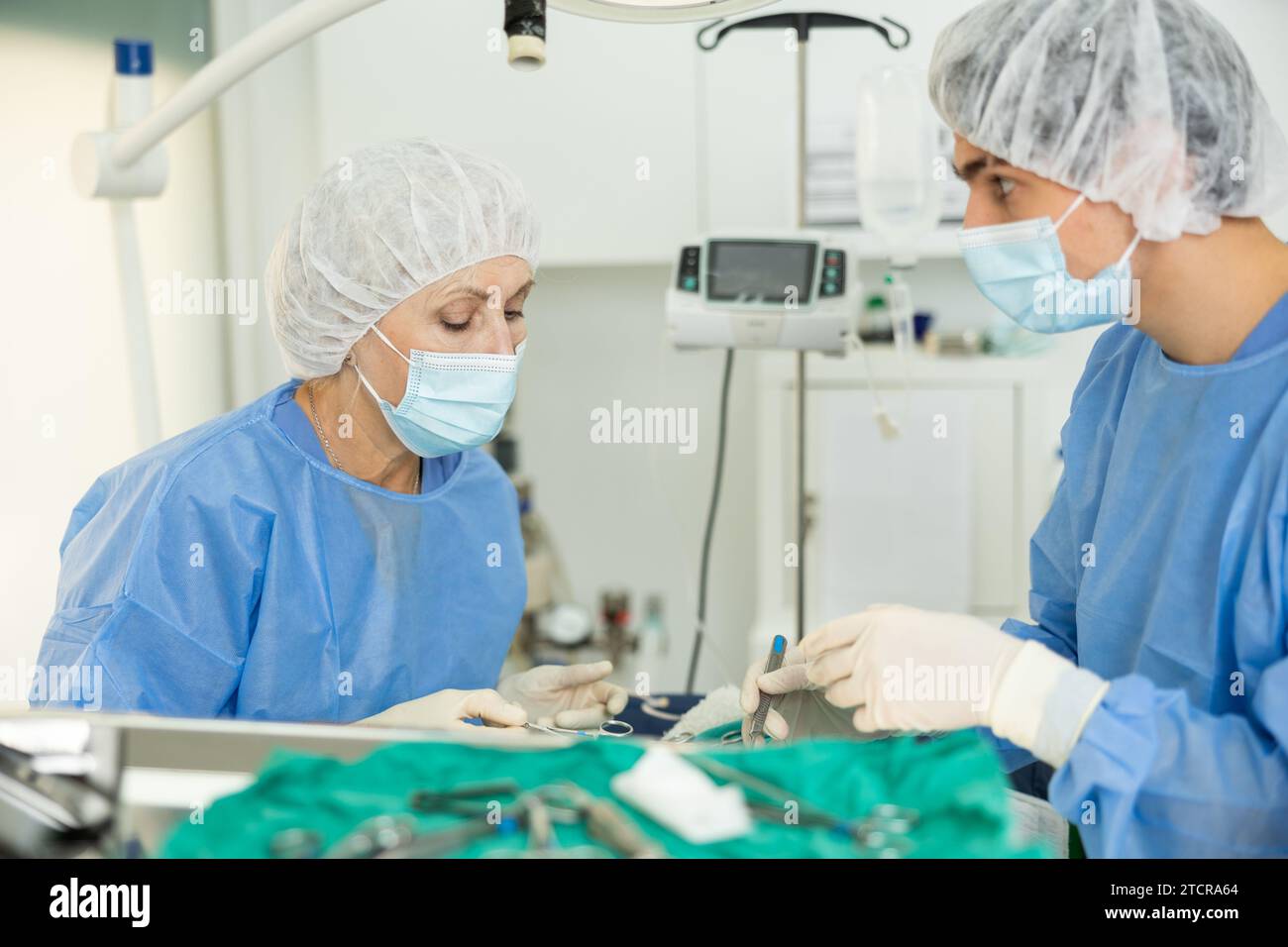 Mature female veterinarian conducting surgical operation at veterinary ...