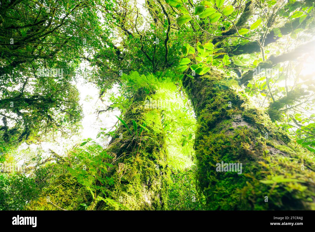Green tree forest with sunlight through green leaves. Natural carbon