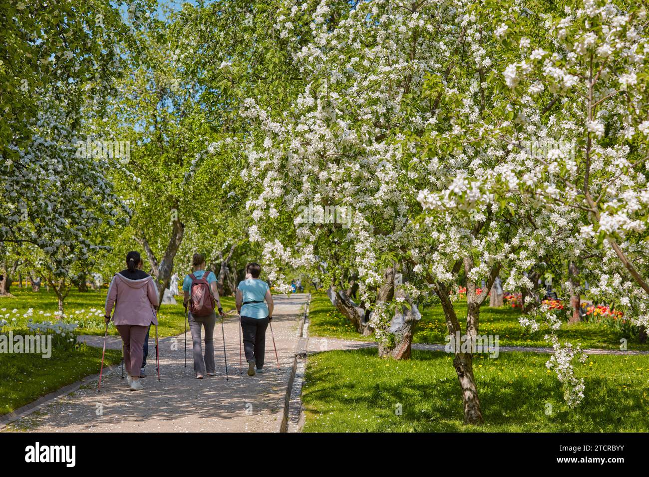 Women practice Nordic walking in blossoming apple orchard in  Kolomenskoye estate. Moscow, Russia. Stock Photo