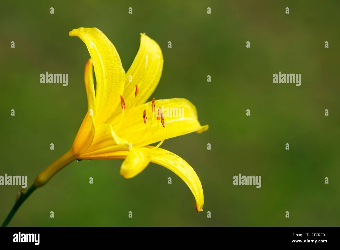 Close up of a single yellow flower of a daylily (Hemerocallis lilioasphodelus) against green background. Stock Photo