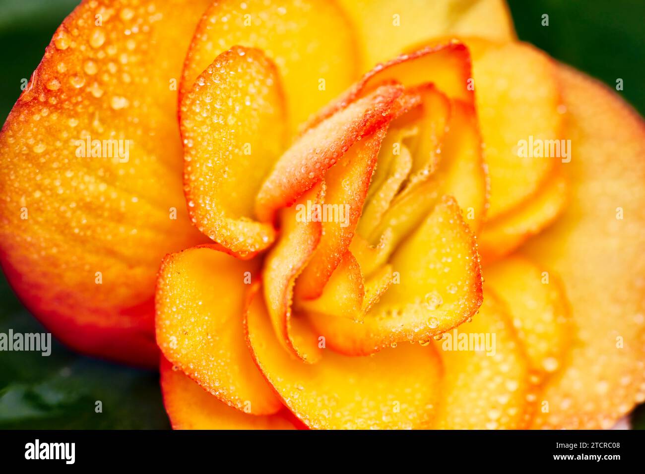 Close up of a yellow Begonia flower covered in dew drops. Stock Photo