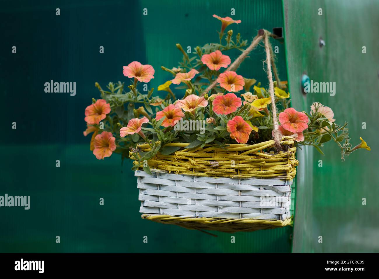 Garden petunia (Petunia × atkinsiana) flowering in a hanging wicker basket. Stock Photo