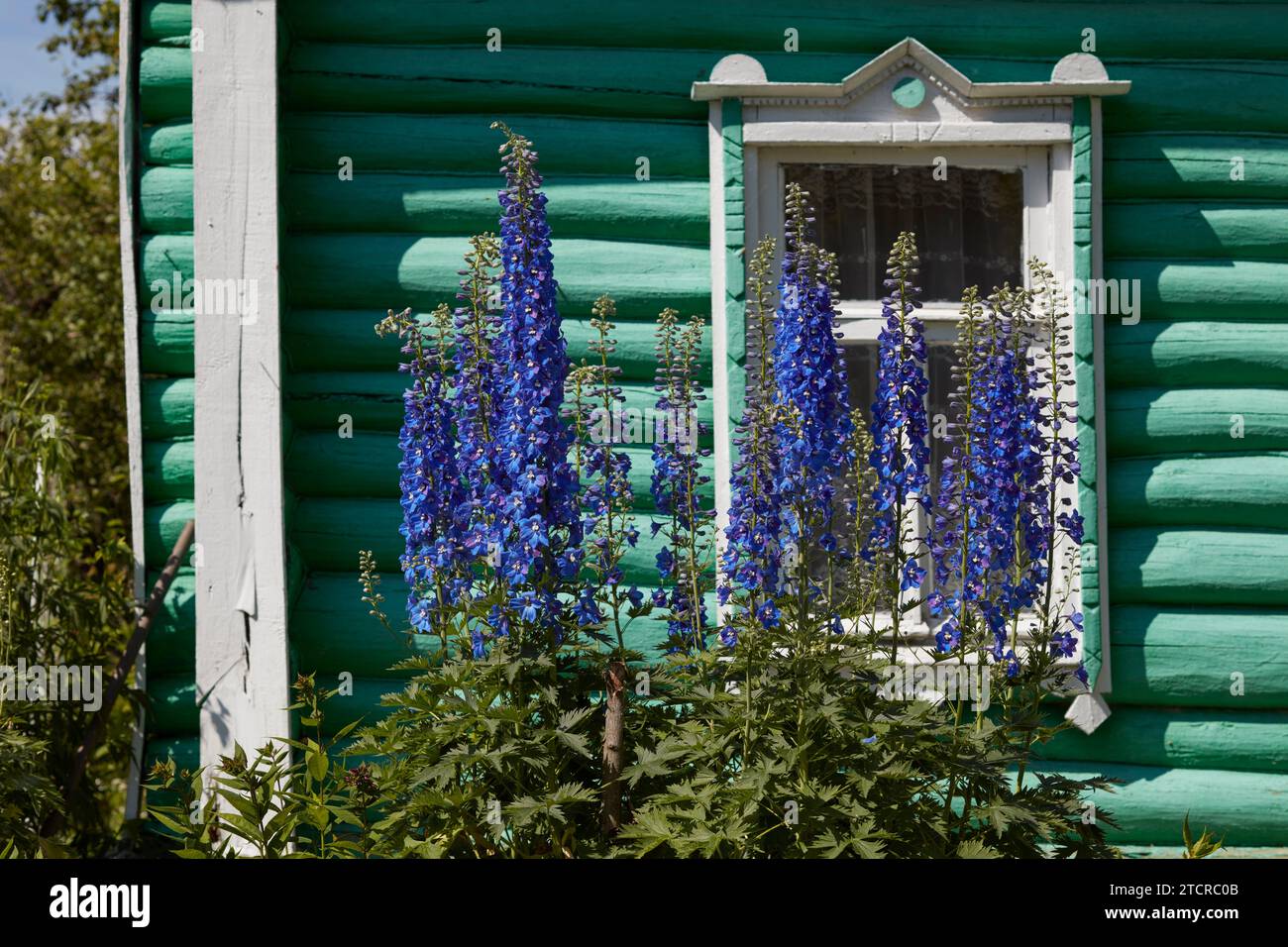 Delphiniums grow in front of a window in old log house. Kaluga Oblast, Russia. Stock Photo