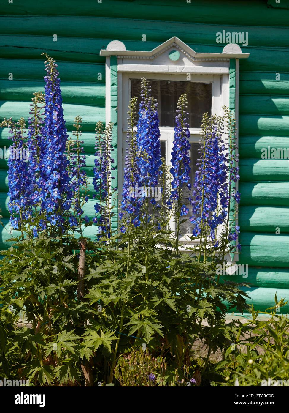 Delphiniums grow in front of a window in old log house. Kaluga Oblast, Russia. Stock Photo