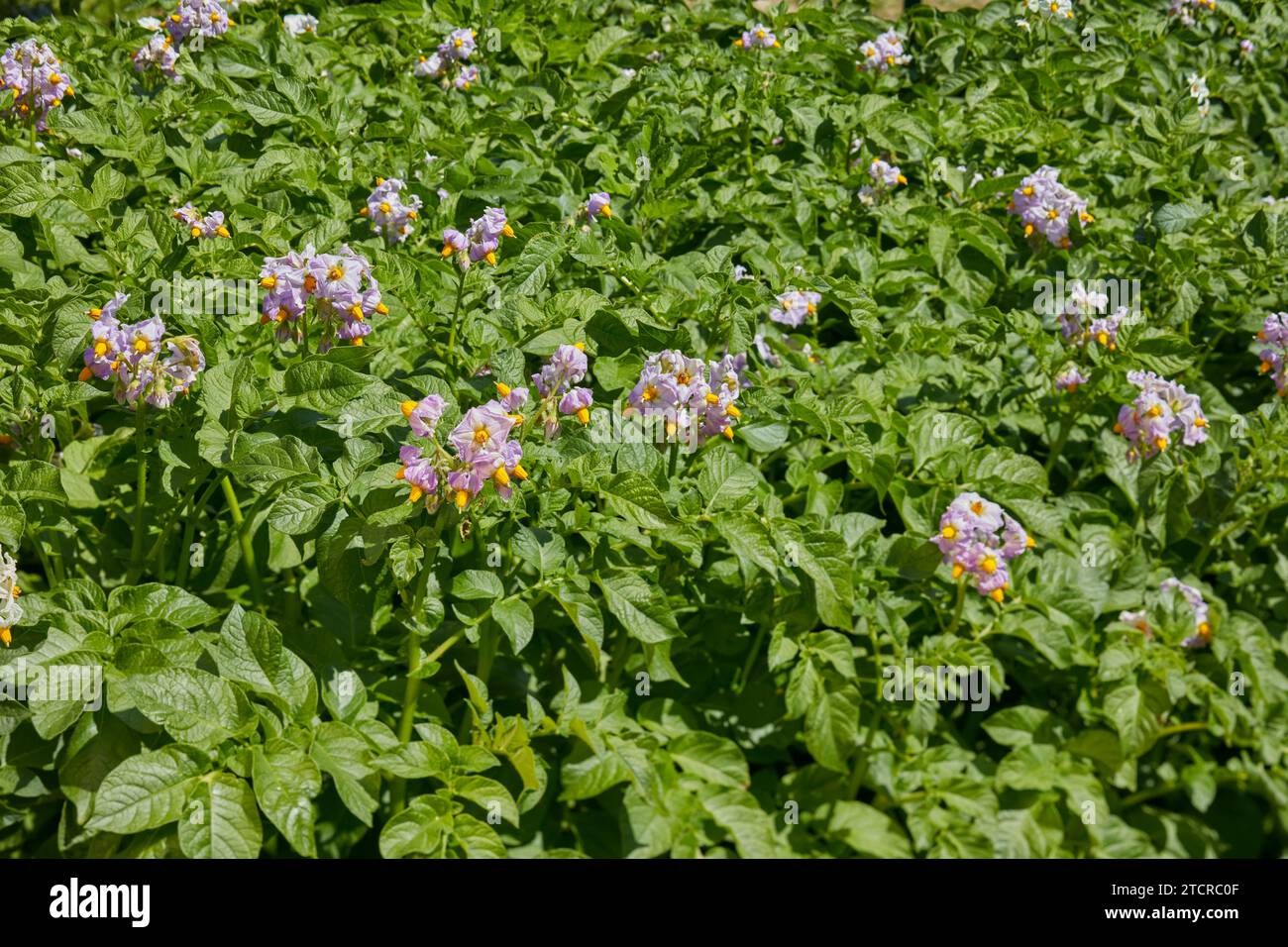 Growing potato plants (Solanum tuberosum) in flower. Stock Photo