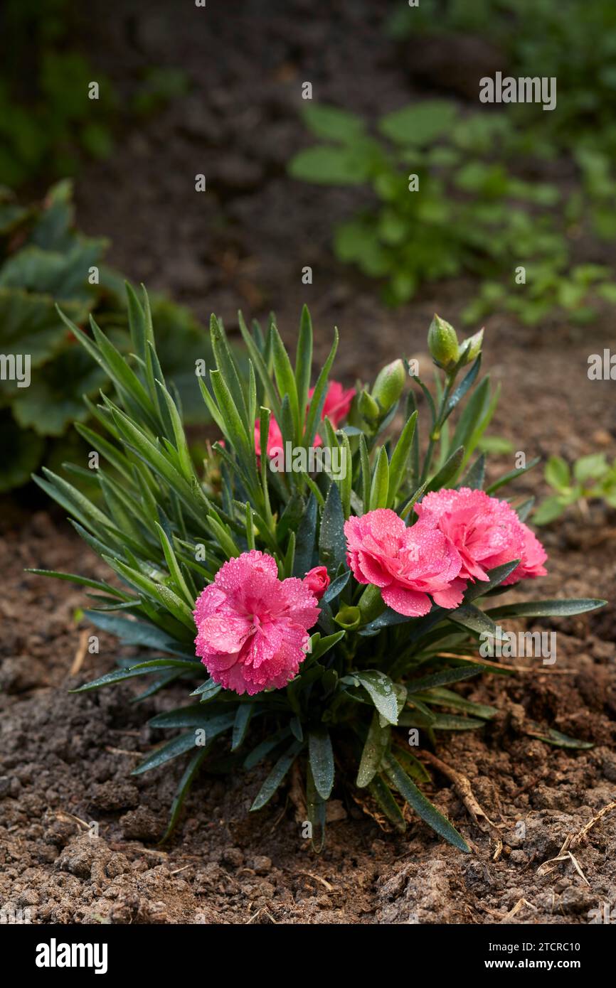 Carnation, or clove pink (Dianthus caryophyllus) covered in dew grows in allotment garden. Stock Photo