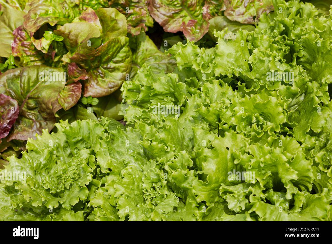 Green lettuce grows in organic allotment garden. Stock Photo