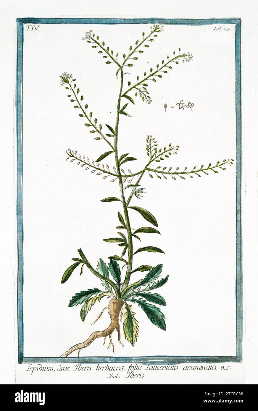 Old illustration of Field Cress. By G. Bonelli on Hortus Romanus, publ. N. Martelli, Rome, 1772 – 93 Stock Photo