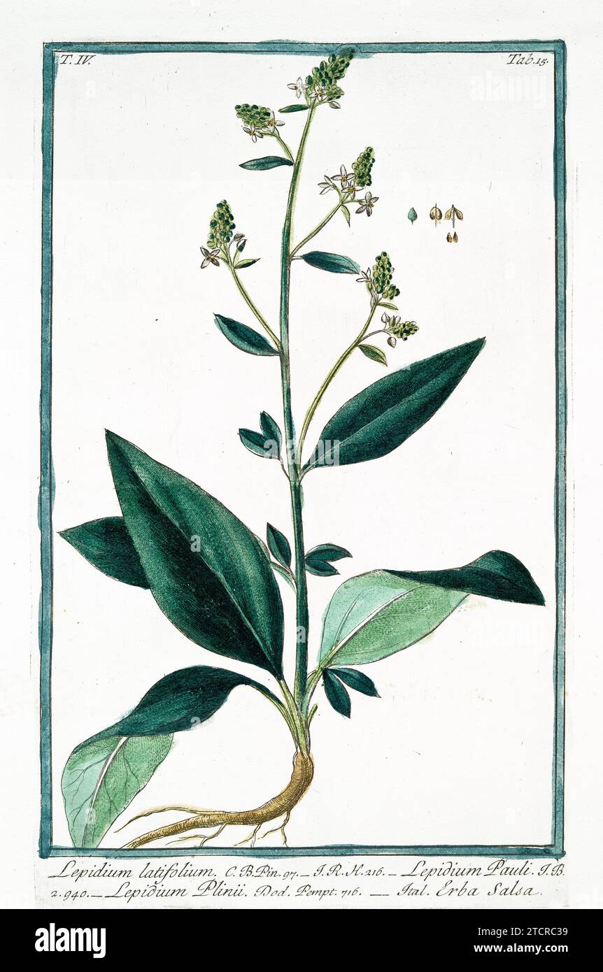 Old illustration of Perennial Pepperweed. By G. Bonelli on Hortus Romanus, publ. N. Martelli, Rome, 1772 – 93 Stock Photo