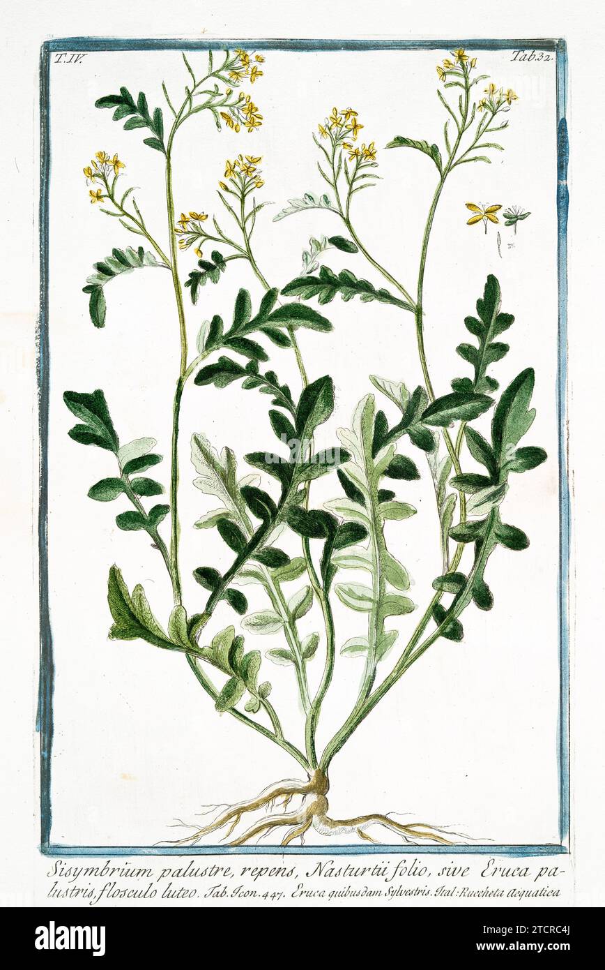 Old illustration of Hedge Mustard. By G. Bonelli on Hortus Romanus, publ. N. Martelli, Rome, 1772 – 93 Stock Photo