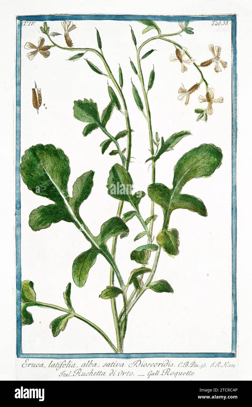 Old illustration of Rocket Eruca. By G. Bonelli on Hortus Romanus, publ. N. Martelli, Rome, 1772 – 93 Stock Photo