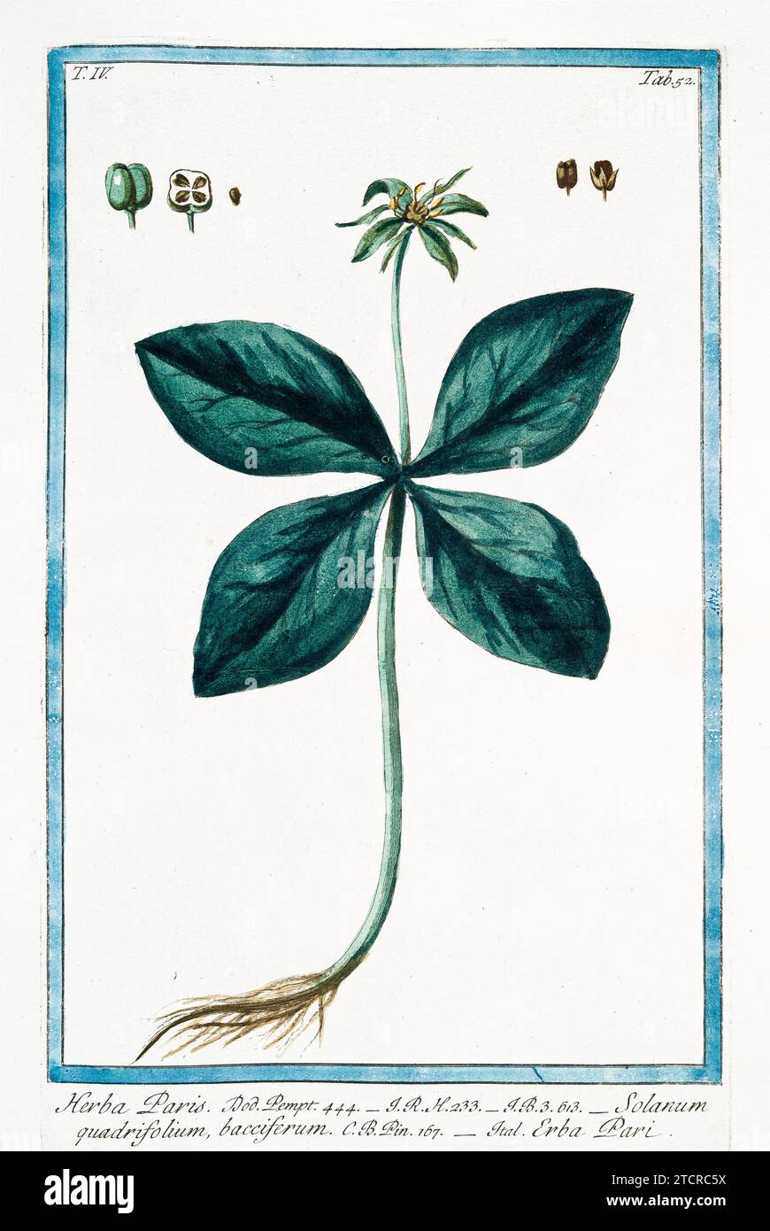 Old illustration of Herb Paris. By G. Bonelli on Hortus Romanus, publ. N. Martelli, Rome, 1772 – 93. Stock Photo