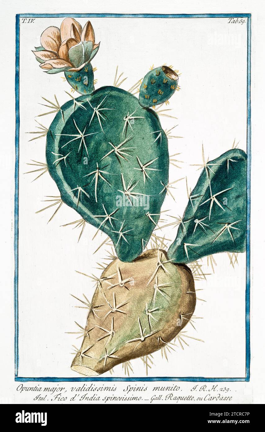 Old illustration of Indian Fig Opuntia. By G. Bonelli on Hortus Romanus, publ. N. Martelli, Rome, 1772 – 93 Stock Photo
