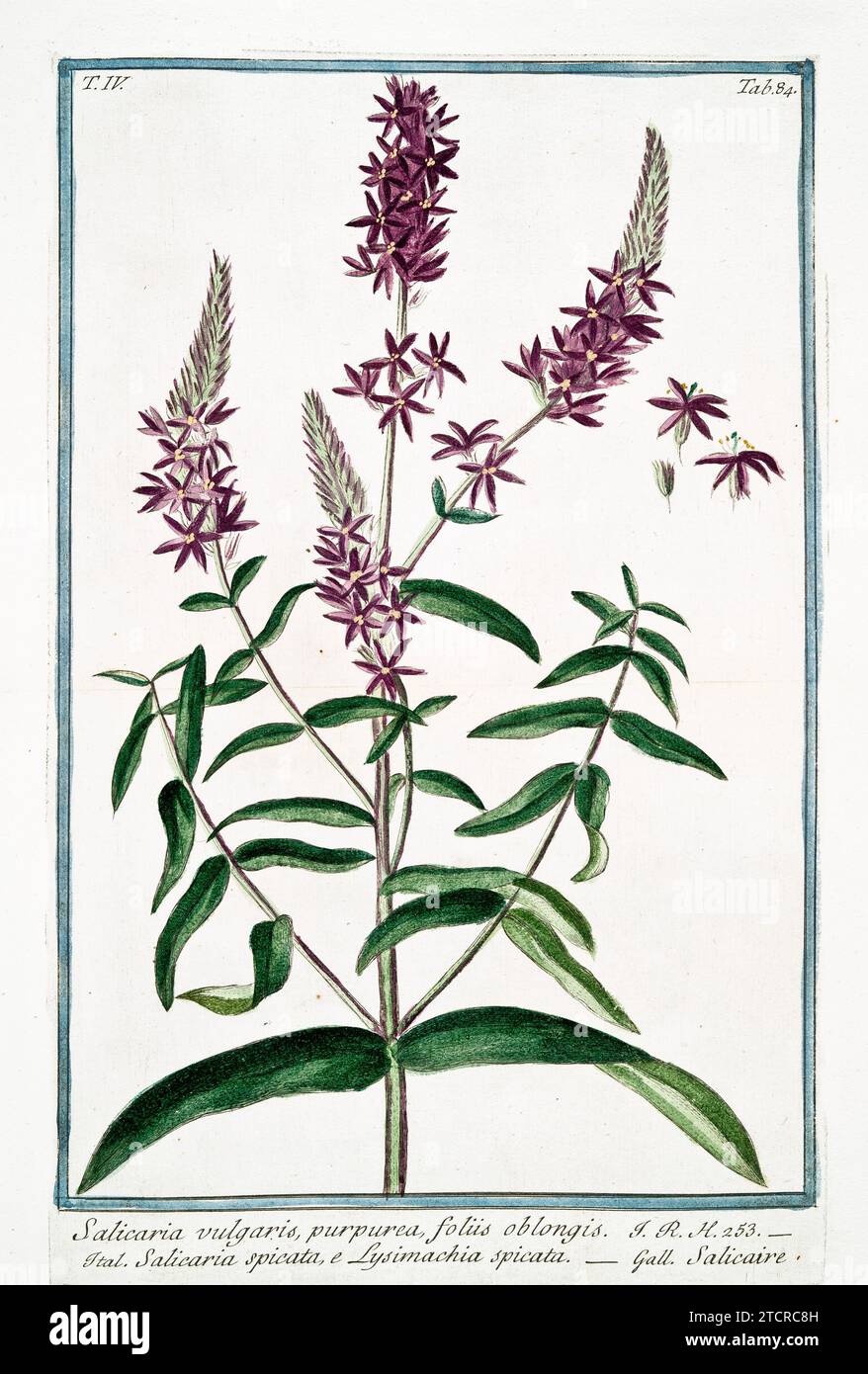 Old illustration of  Purple Loosestrife. By G. Bonelli on Hortus Romanus, publ. N. Martelli, Rome, 1772 – 93 Stock Photo