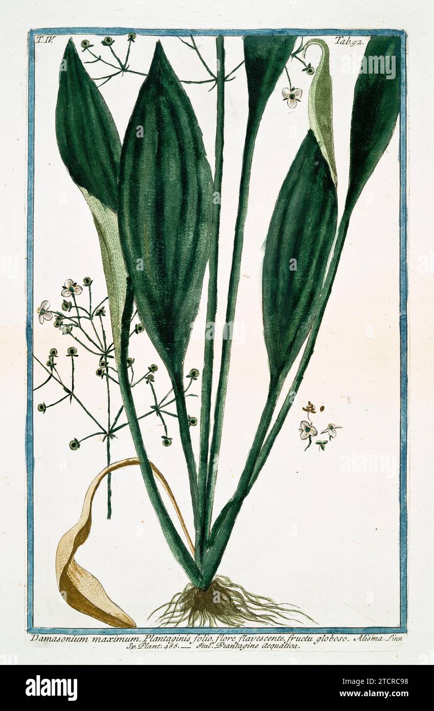Old illustration of  Water Plantain. By G. Bonelli on Hortus Romanus, publ. N. Martelli, Rome, 1772 – 93 Stock Photo