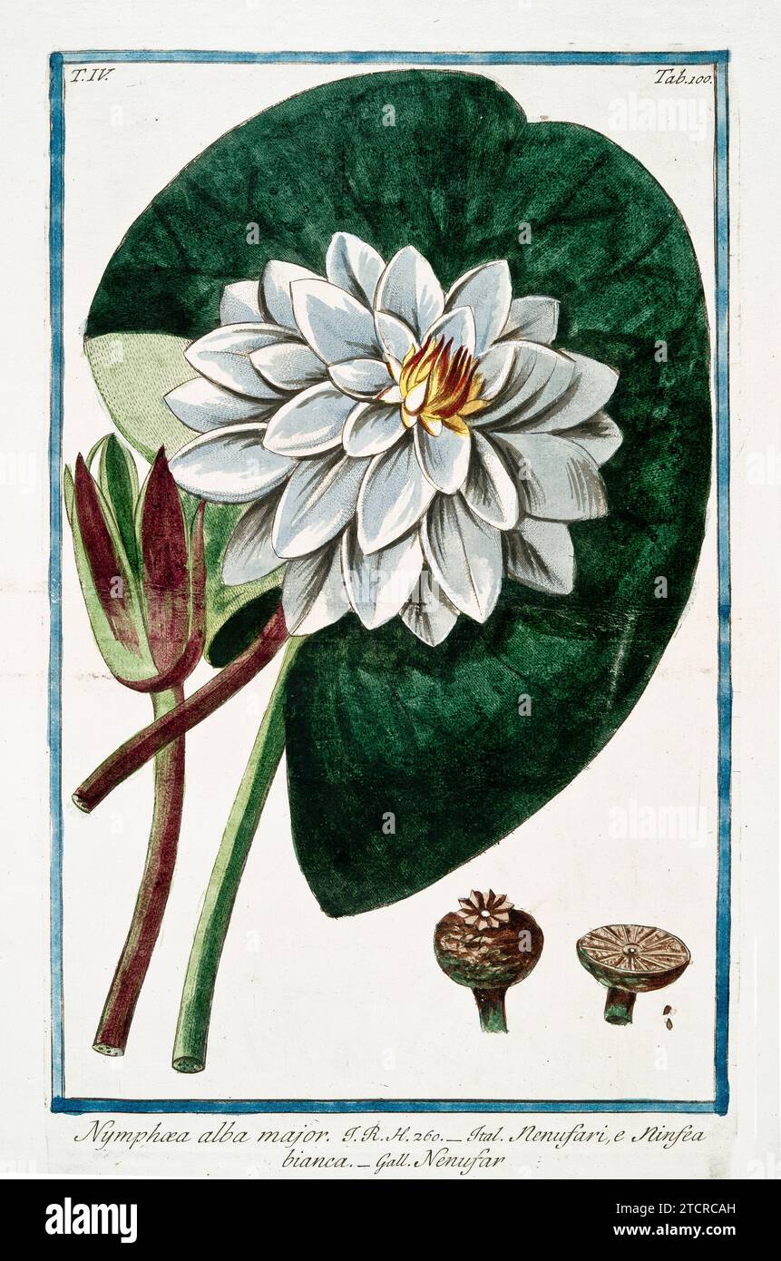 Old illustration of White Water-lily. By G. Bonelli on Hortus Romanus, publ. N. Martelli, Rome, 1772 – 93. Stock Photo