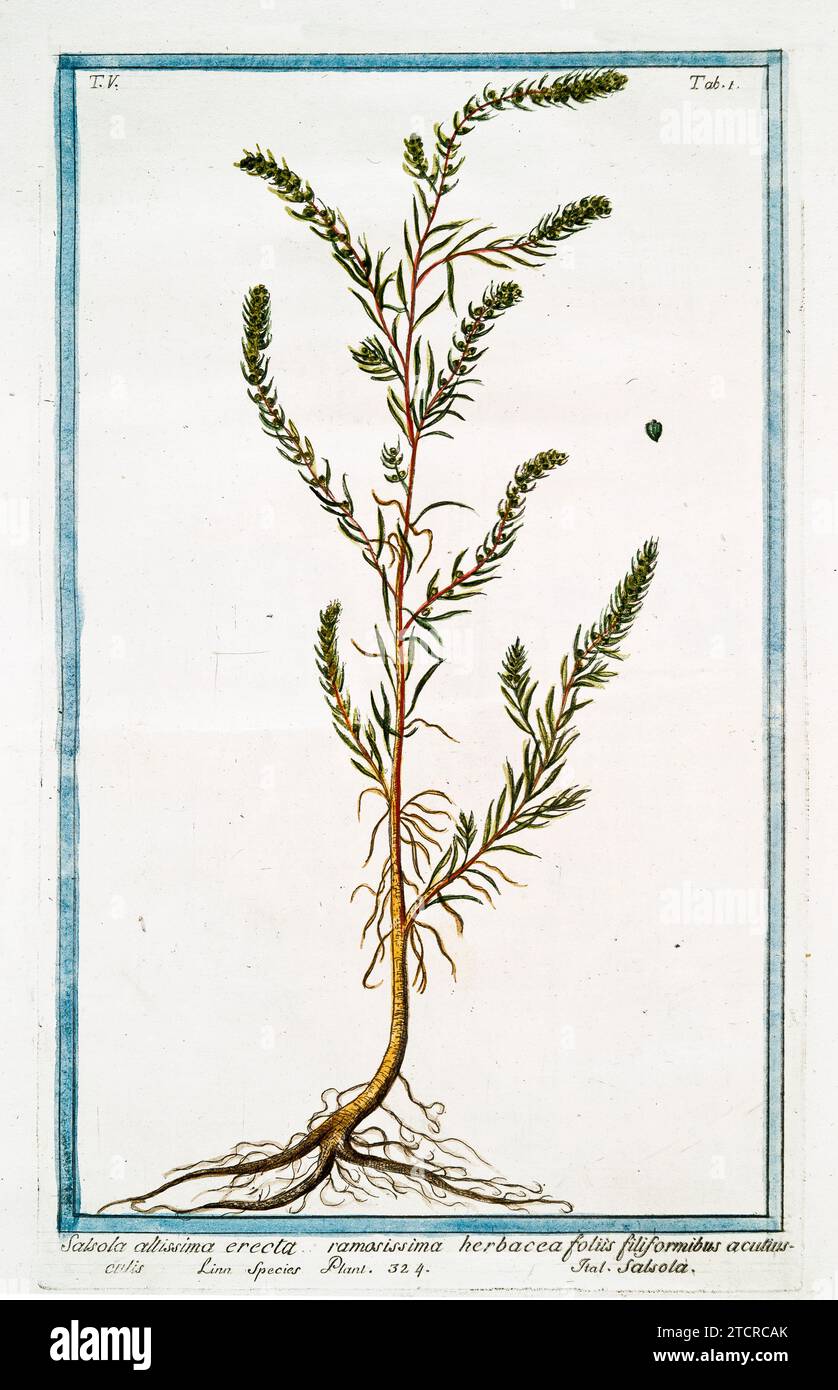 Old illustration of White Water-lily. By G. Bonelli on Hortus Romanus, publ. N. Martelli, Rome, 1772 – 93. Stock Photo