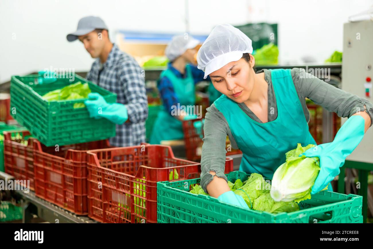 Female employee packing lettuce into boxes at sorting factory Stock ...
