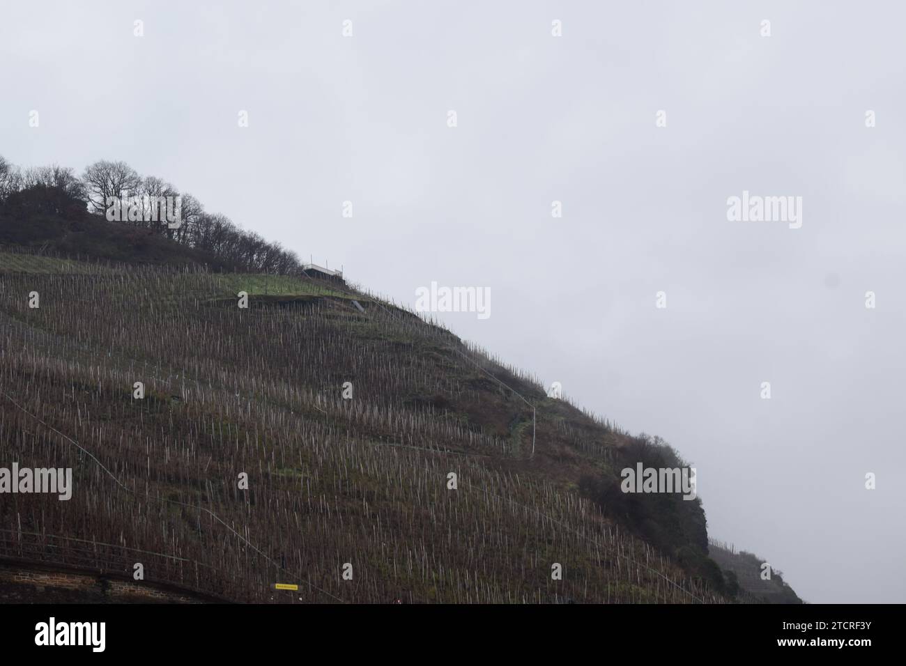 vineyards in winter fog Stock Photo