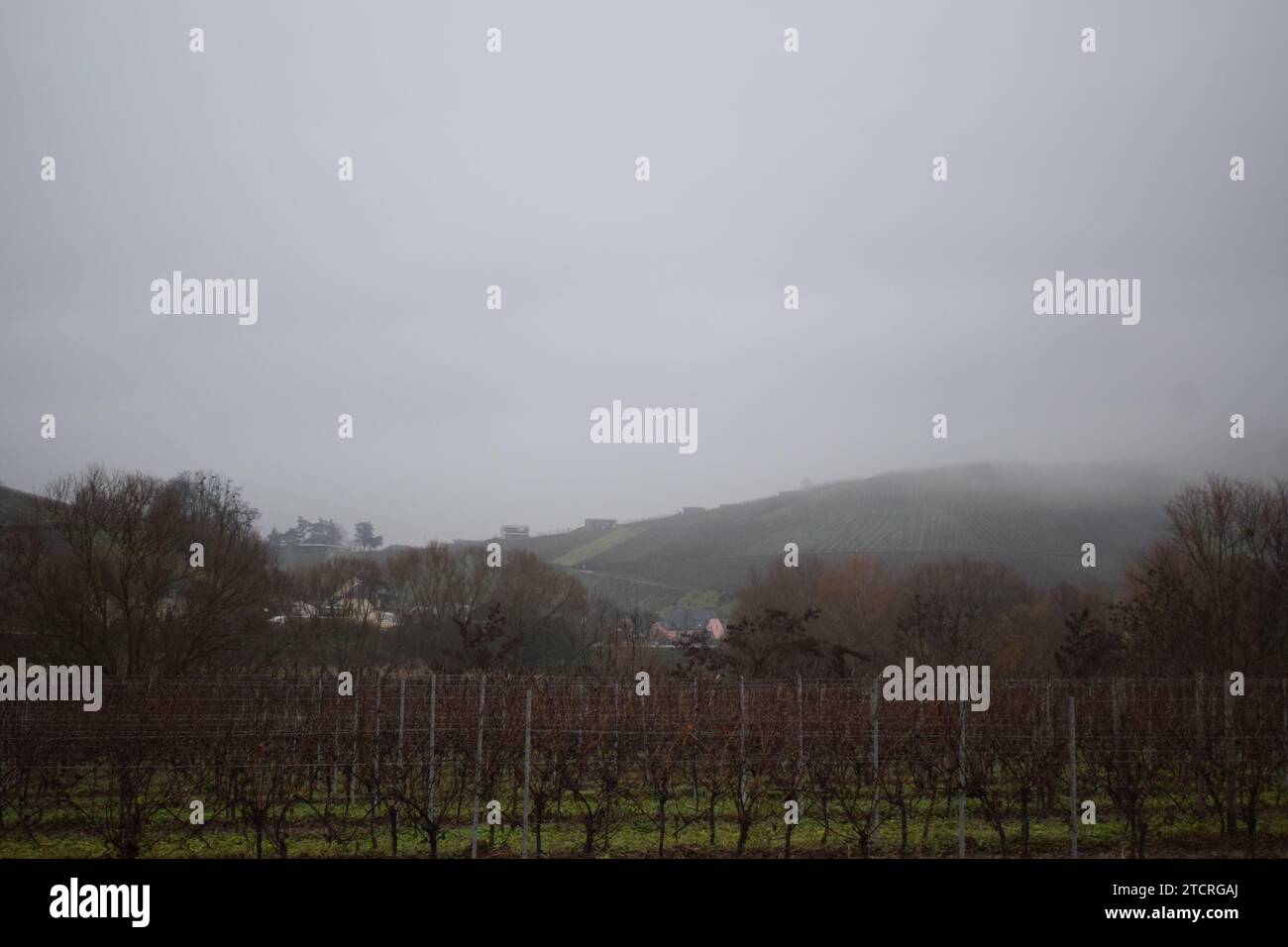 vineyards in winter fog Stock Photo