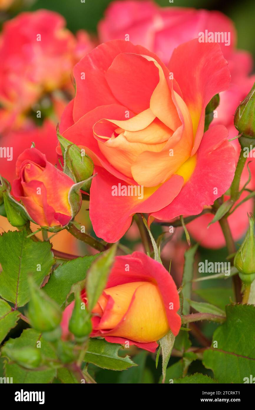rosa Bright and Breezy Dicjive, Floribunda, Semi double, orange red flowers Stock Photo