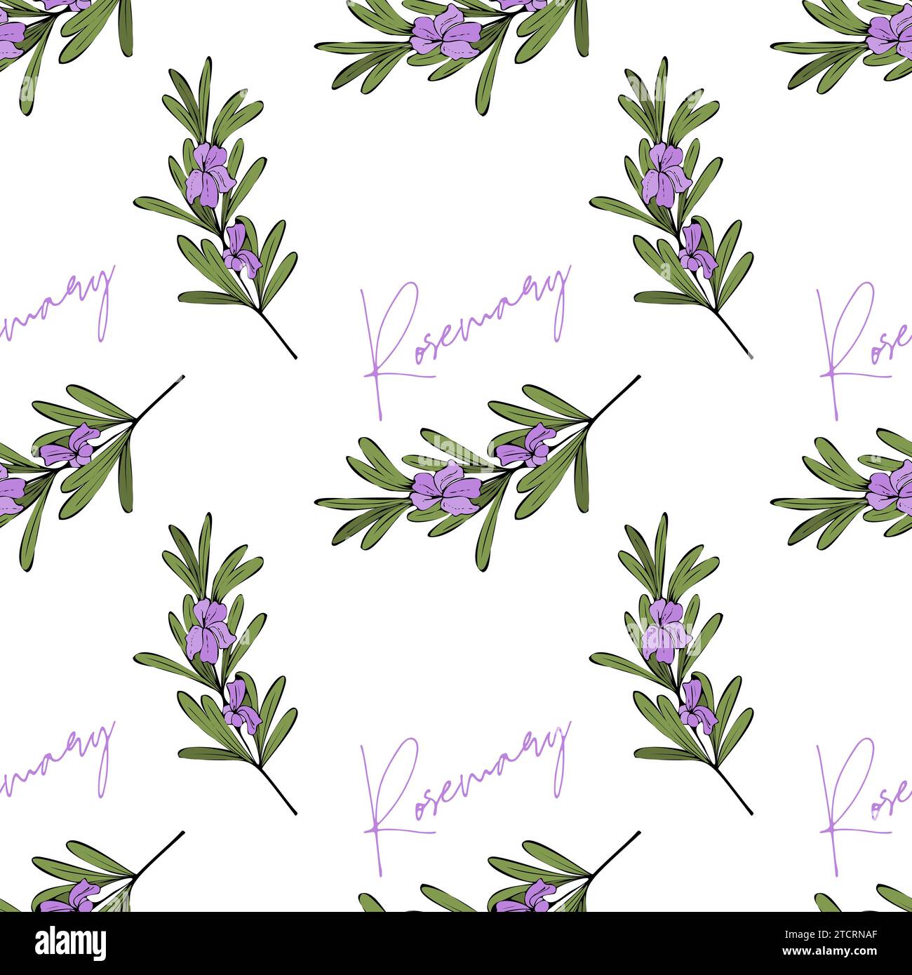 Rosemary sprigs with flowers, pattern with inscription and hand-drawn branch, Provencal style. On a white background. Vector illustration Stock Vector