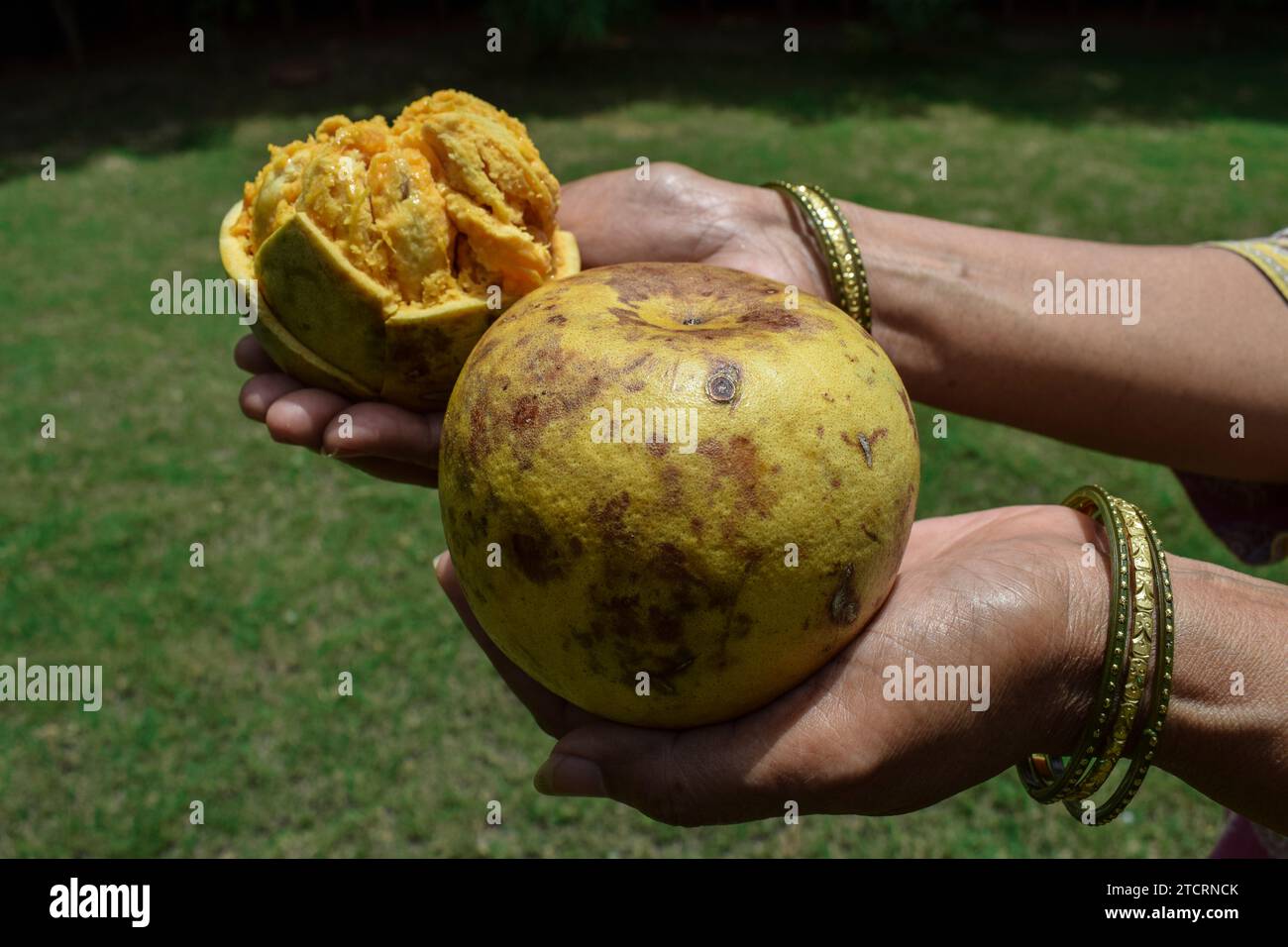 Ripe pulpy Bael fruit known as Wood apple or Indian stone apples