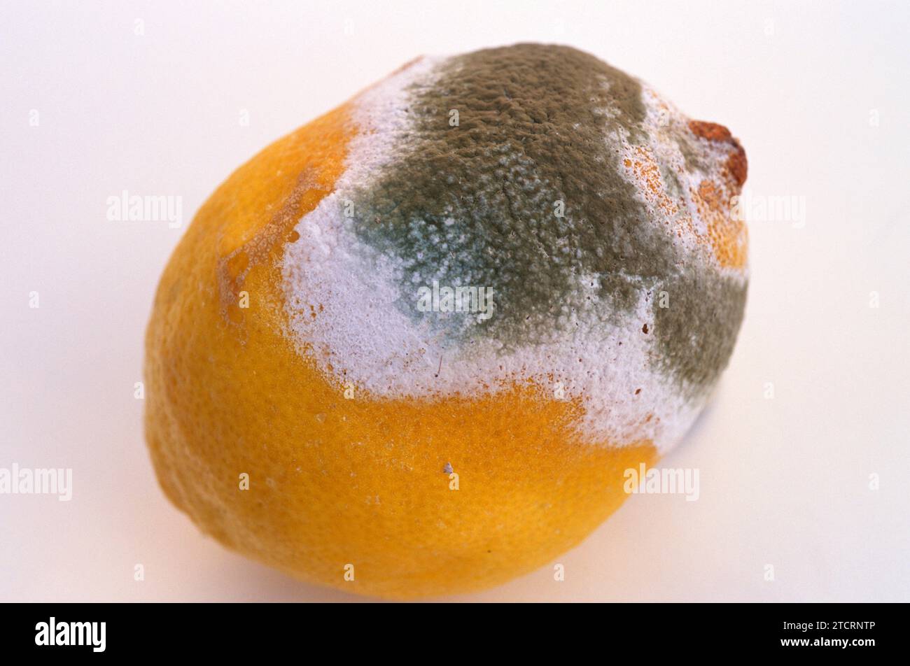 Penicillium digitatum or Aspergillus digitatus colonizing a lemon. Stock Photo