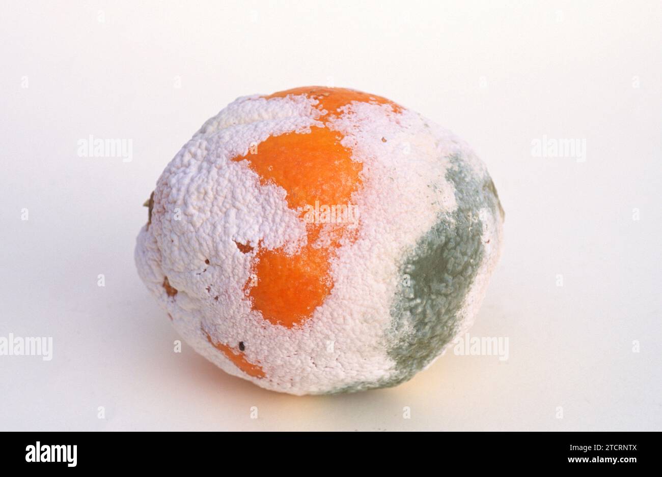 Penicillium digitatum or Aspergillus digitatus colonizing an orange. Stock Photo