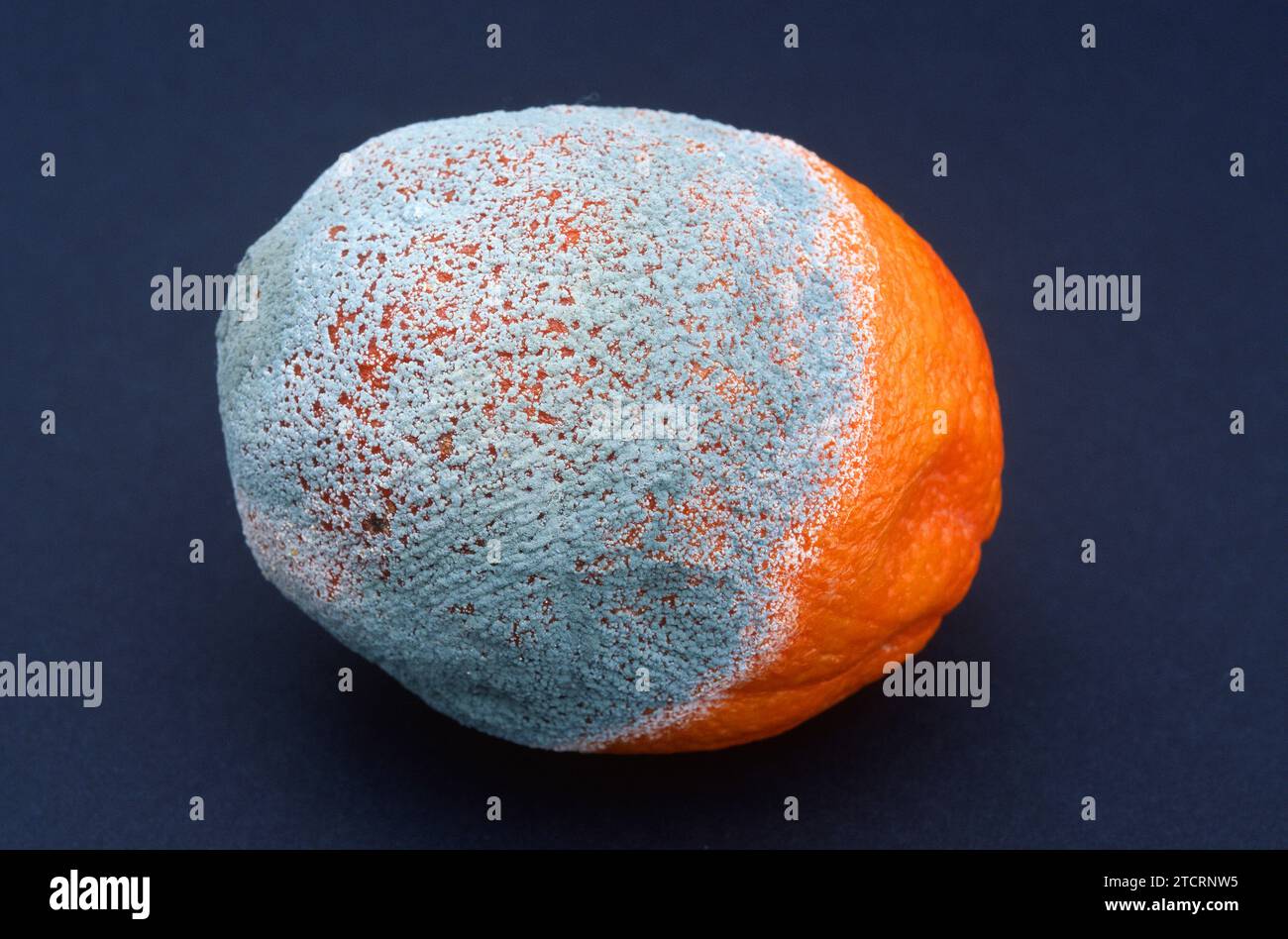Penicillium italicum colonizing an orange. Stock Photo