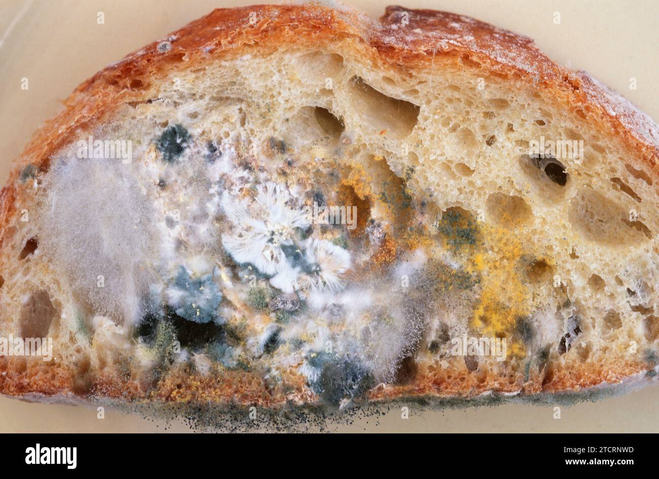 Rhizopus Bread Mold w.m.