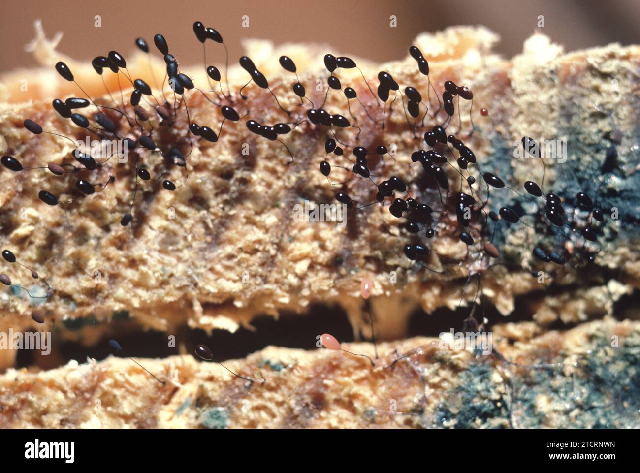 Mold or mould sporangia colonizing wood. Stock Photo