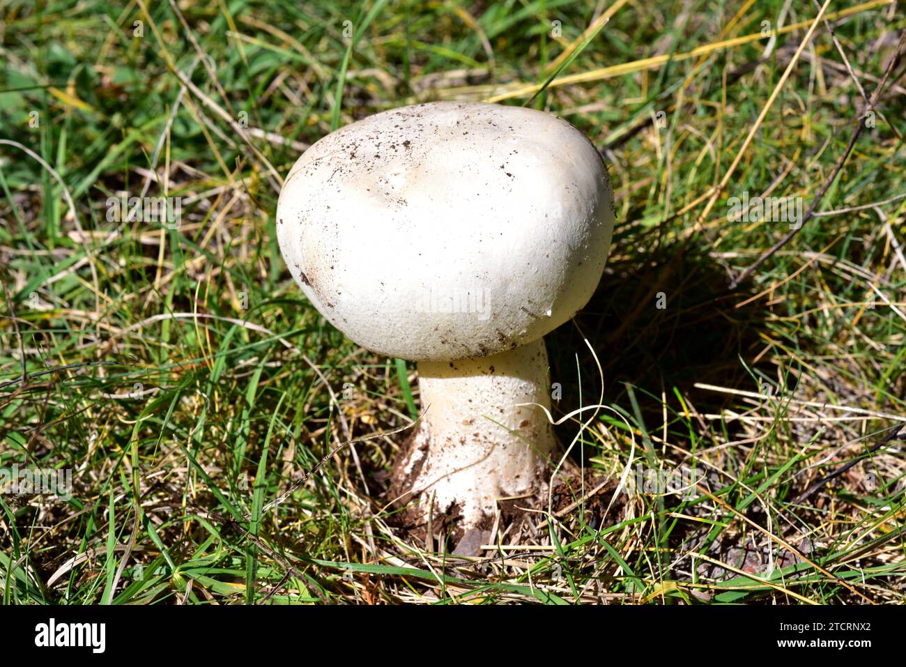 Mushroom (Agaricus bitorquis or Agaricus edulis) is an edible mushroom. This photo was taken near Cantavieja, Teruel province, Aragon, Spain. Stock Photo