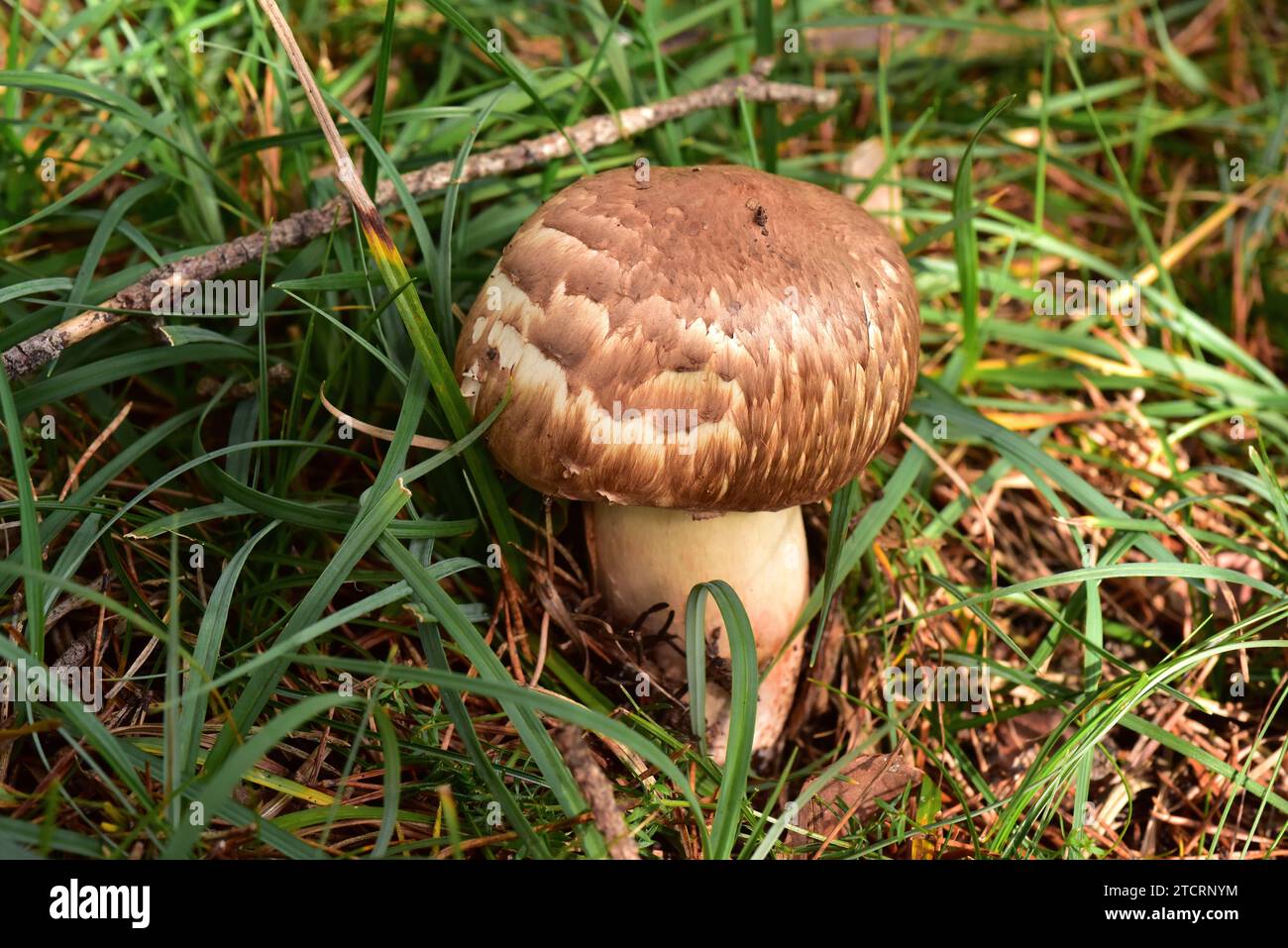Agaricus langei or Psalliota langei is an edible mushroom. This photo was taken in Pla de Busa, Lleida province, Catalonia, Spain. Stock Photo