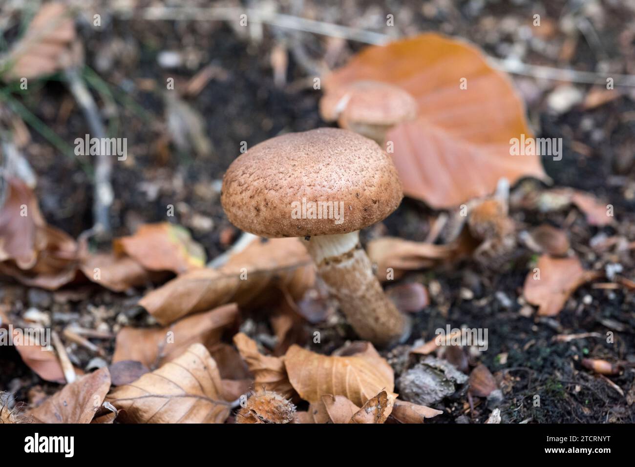 Agaricus silvaticus or Agaricus sylvaticus is an edible mushroom. This photo was taken in Montseny Biosphere Reserve, Barcelona province, Catalonia, S Stock Photo