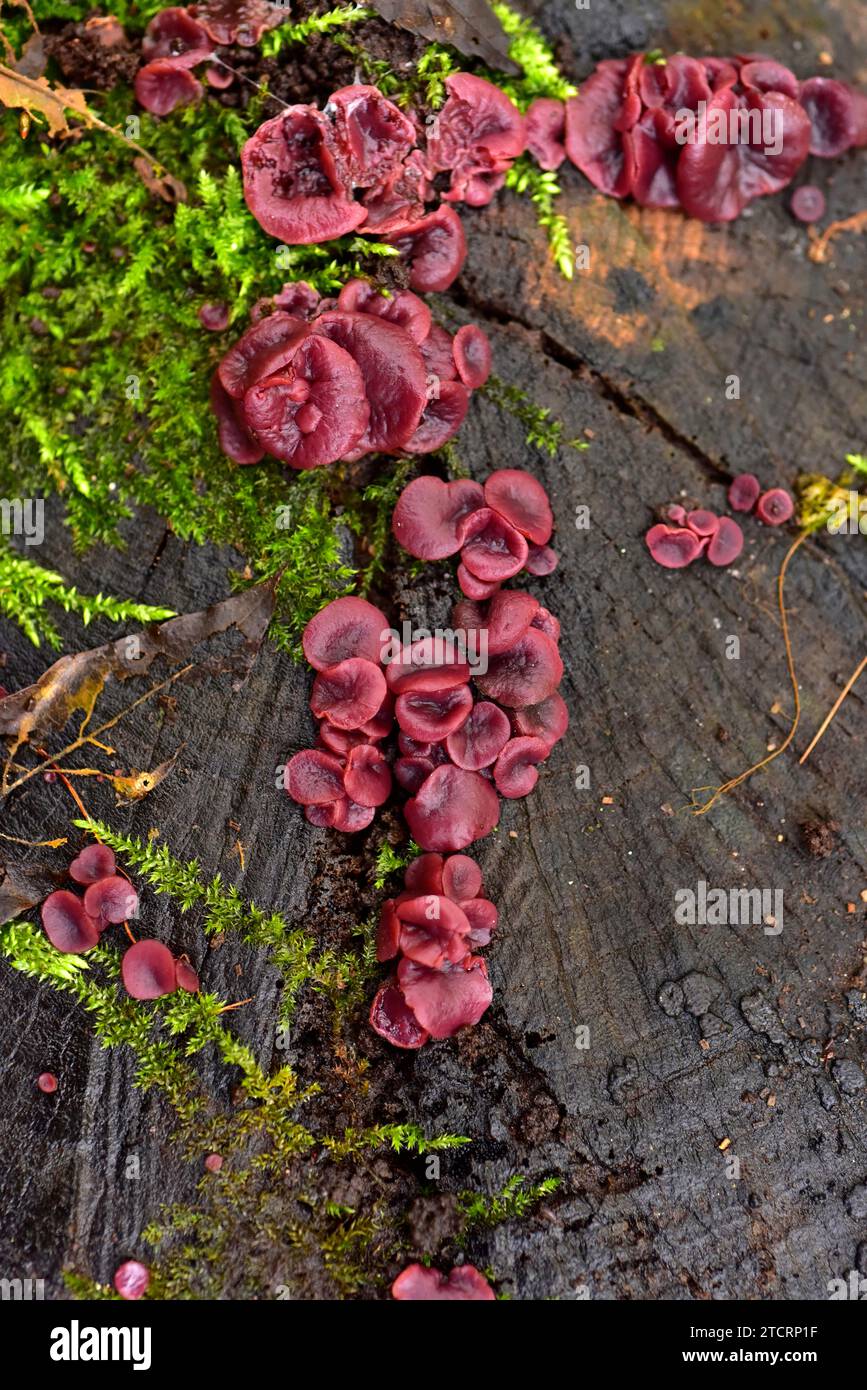 Ascocoryne sarcoides, Bulgaria sarcoides or Coryne sarcoides is a fungus that grows on dead trunks. This photo was taken in Dalby National Park, Swede Stock Photo