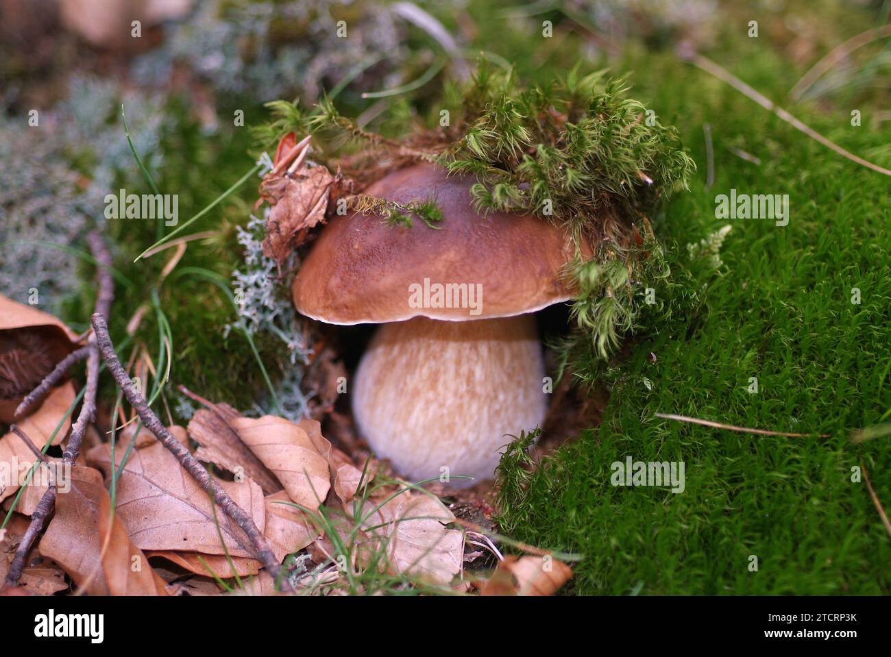 Cep or porcini (Boletus edulis) is an excellent edible mushroom. This photo was taken in Montseny Biosphere Reserve, Barcelona province, Catalonia, Sp Stock Photo
