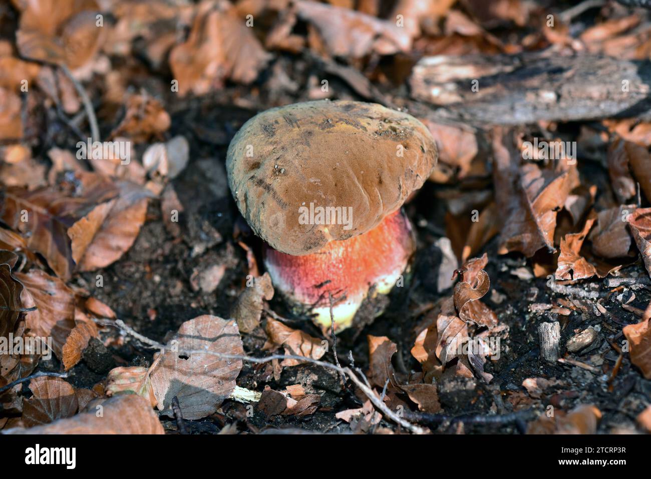 Dotted stem bolete (Boletus erythropus, Boletus luridiformis or Neoboletus luridiformis) is a mushroom. This photo was taken in Montseny Biosphere Res Stock Photo