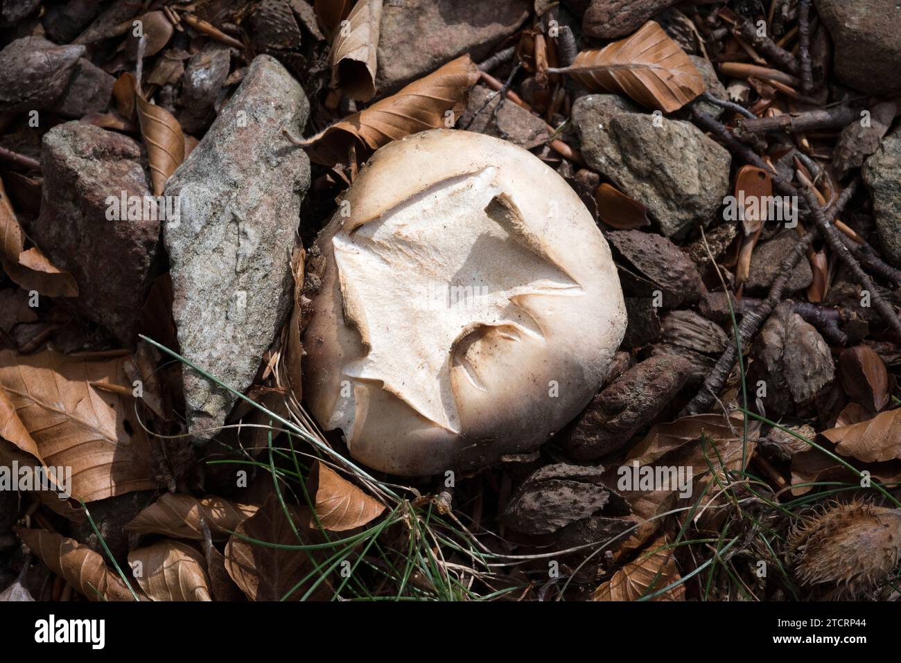 Paltry puffball (Bovista plumbea) is a mushroom that grows in meadows. This photo was taken in Montseny Biosphere Reserve, Barcelona province, Catalon Stock Photo