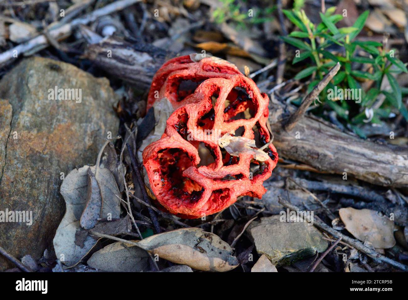 Basket stinkhorn (Clathrus ruber) is a saprobic fungus. This photo was taken in Montseny Biosphere Reserve, Barcelona province, Catalonia, Spain. Stock Photo