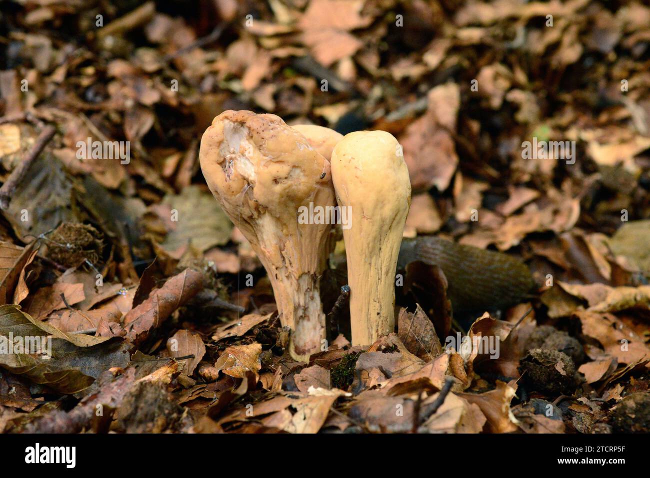 Largedubted clavaria (Clavariadelphus pistillaris) is a mushroom that grows in beech forest. This photo was taken in Montseny Biosphere Reserve, Barce Stock Photo