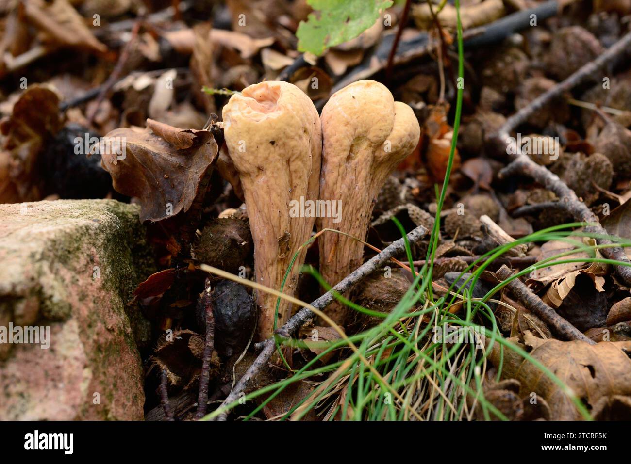 Largedubted clavaria (Clavariadelphus pistillaris) is a mushroom that grows in beech forest. This photo was taken in Montseny Biosphere Reserve, Barce Stock Photo