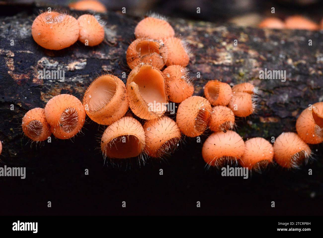 Cookeina tricholoma or Peziza tricholoma is a tropical fungus. This photo was taken in Sapiranga, Brazil. Stock Photo
