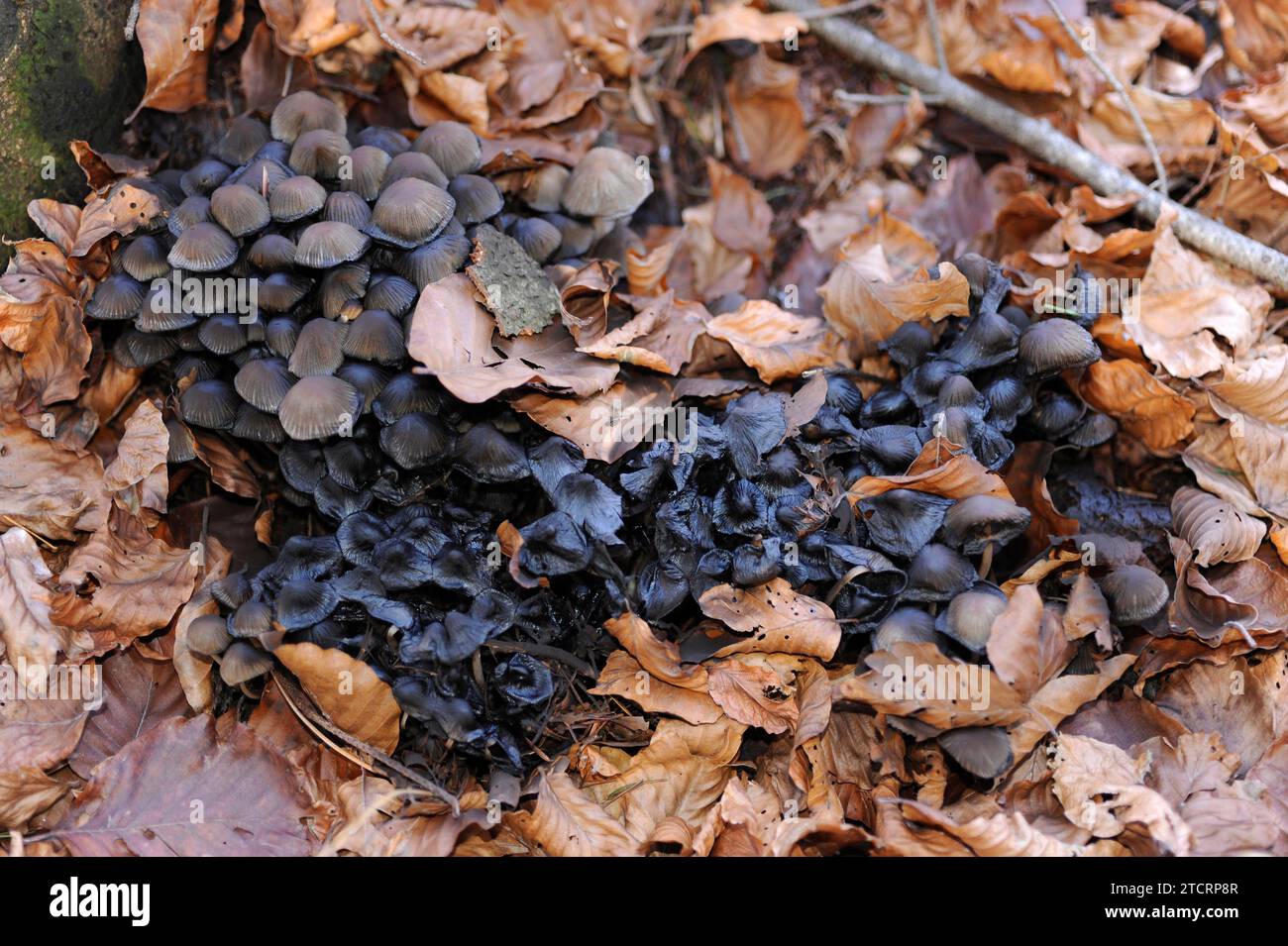 Ink mushroom (Coprinus atramentarius). Fungus colony partly deliquescent in beech forest. This photo was taken in Montseny Biosphere Reserve, Barcelon Stock Photo