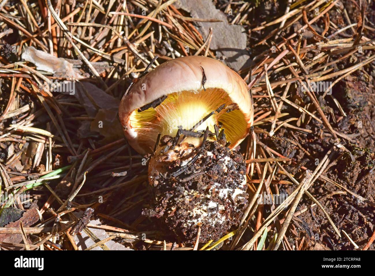 Cortinarius odorifer is a fungus that grows in coniferous forests. This photo was taken in Serra de Busa, Lleida province, Catalonia, Spain. Stock Photo