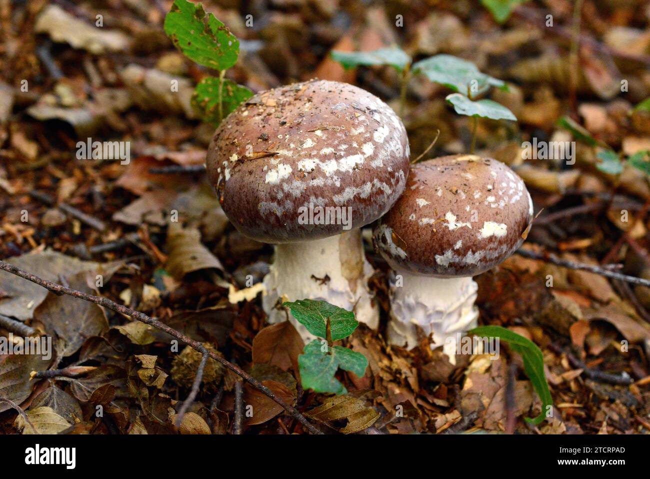 Cortinarius praestans is an edible mushroom. This photo was taken in a beech forest of Montseny Biosphere Reserve, Barcelona province, Catalonia, Spai Stock Photo