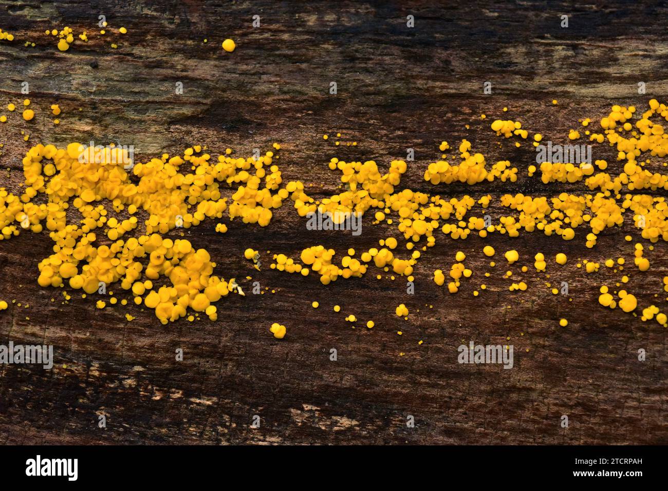 Dacrymyces stillatus is a saprophyte fungus. This photo was taken in Dalby National Park, Skane, Sweden. Stock Photo
