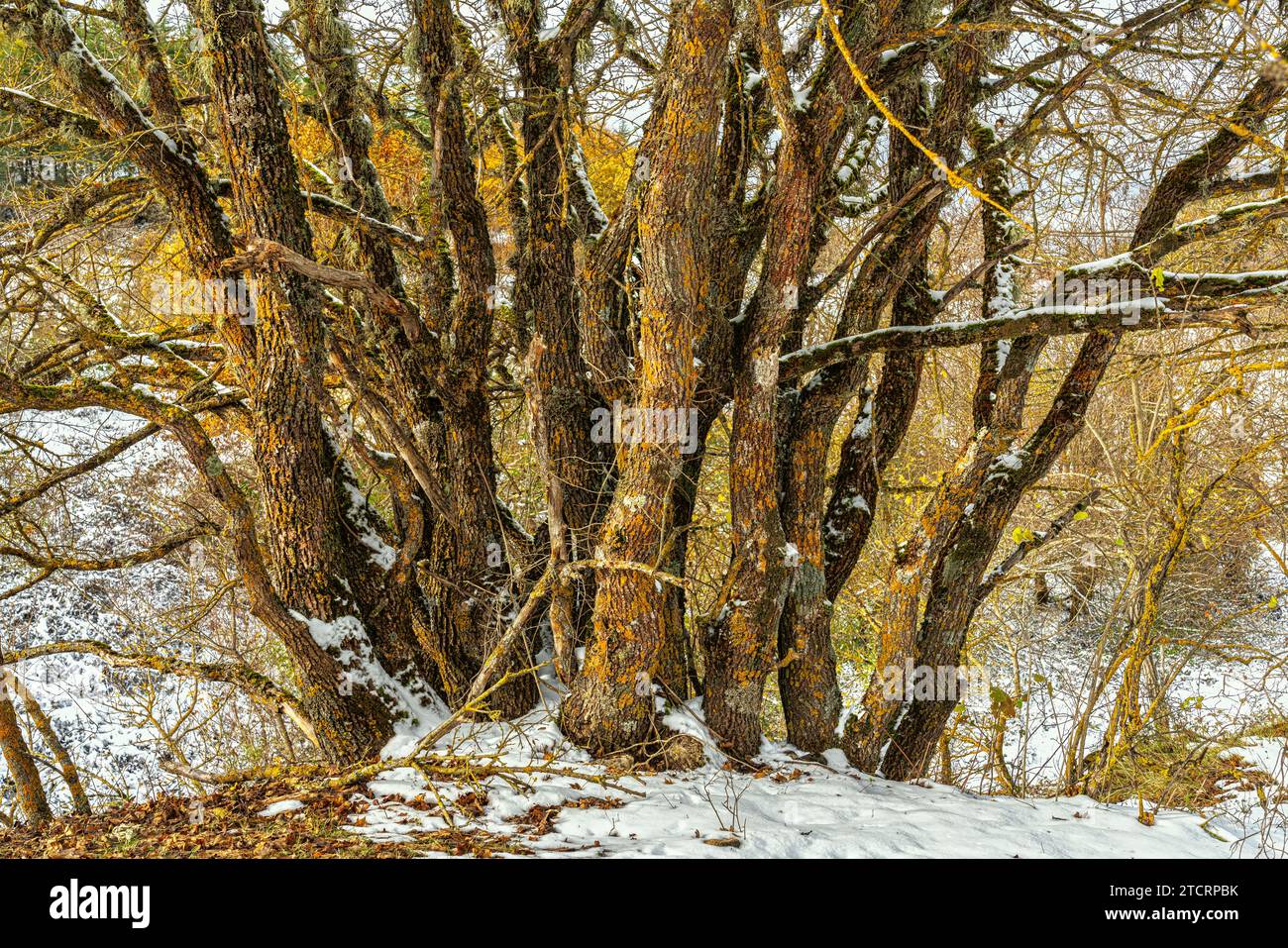 Stump of small acacia trunks yellowed by lichens and covered in snow. Abruzzo, Italy, Europe Stock Photo