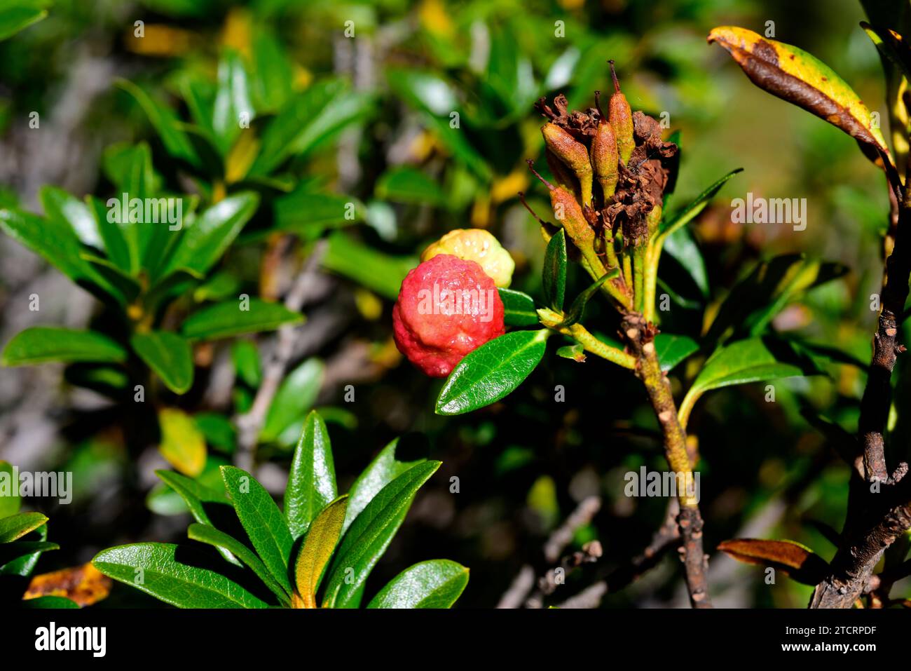 Exobasidium rhododendri is a parasite fungus that grows on alpenrose (Rhododendron ferrugineum). This photo was taken in Aiguestortes National Park, L Stock Photo